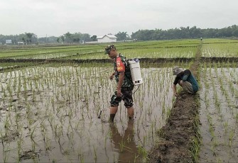 Penyemprotan padi wilayah desa binaan 