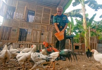 Budidaya ayam kampung 