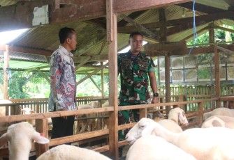 Dandim 0803/Madiun Letkol Kav Widhi Bayu Sudibyo meninjau peternakan kambing, Kamis (27/2)