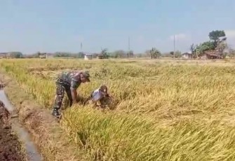 Pemantauan padi petani desa binaan 