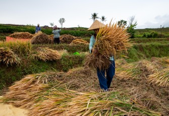 Menteri PU Gelar Panen Demplot dan Pameran Hasil Panen IPHA