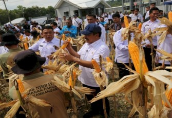 Panen Perdana Digelar Kemenimipas Dalam Rangka Program Ketahanan Pangan.