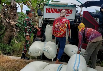 Babinsa Paron dan PPL Kawal Harga Gabah Petani Saat Musim Panen