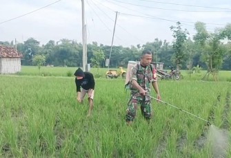 Penyemprotan pestisida d lahan pertanian warga binaan 