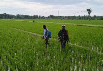 Penyemprotan pestisida d lahan pertanian warga binaan 