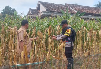 Bhabinkamtibmas Polsek Belitang III Laksanakan Pengecekan Lahan Ketahanan Wardan