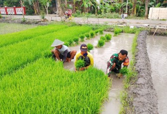 Babinsa Desa Kedungmaron Dampingi Penyiapan Bibit Padi