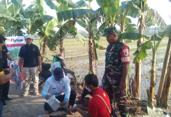 Babinsa Desa Kuwu Dampingi Gerakan Pengendalian Hama Wereng Batang Coklat