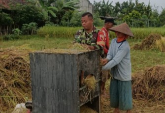 Babinsa Desa Betak Dampingi Petani Panen Padi