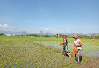 Babinsa Kodim Ponorogo Bantu Petani Pupuk Tanaman Padi 