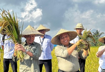 Kantor Pertanahan (Kantah) Kabupaten Gianyar, Kementerian Agraria dan Tata Ruang/Badan Pertanahan Nasional (ATR/BPN), Provinsi Bali, menyelenggarakan kegiatan Panen Padi Sehat