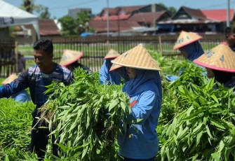 Satlinlamil 3 Panen Perdana Sayuran