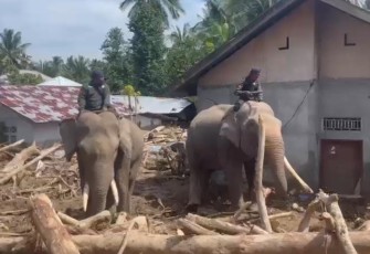 Gajah bantu evakuasi kayu pascabencana banjir di Aceh