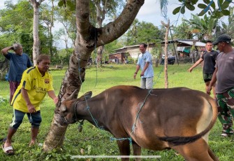Warga LDII Makassar melaksanakan penyembelihan sapi kurban di Kompleks Dr Tadjuddin Chalid, Jalan Berua Raya, Kota Makassar, Sulawesi Selatan, Jumat (6/6/2025). Pada Idul Adha 1446 hijriah tahun ini, jumlah hewan kurban warga LDII se-Sulawesi Selatan sebanyak 715 ekor sapi dan 116 ekor kambing.