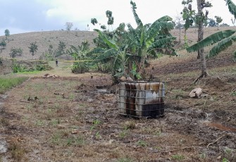 Lahan dan tanaman petani yang terdampak semburan minyak dan gas dari sumur tua Kedinding terancam mati, sehingga petani merugi.