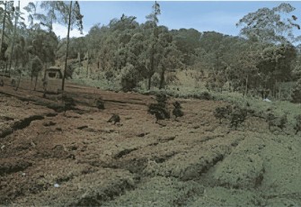 LindungiHutan Buka Lima Lokasi Penanaman Baru, Pangalengan Jadi Titik Reforestasi Jawa Barat