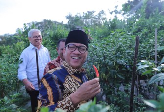 Mendes PDT Yandri Susanto saat panen cabai perdana di Desa Kemiri, Kabupaten Malang, Kamis (26/6/2025). 