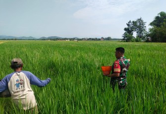Babinsa Kodim Ponorogo Bantu Petani Pupuk Tanaman Padi