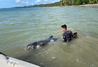 Anggota TNI AL saat melakukan penyelamatan terhadap Paus Orca yang ditemukan terdampar di Pantai Utara Desa Lobbo, Kecamatan Beo Utara, Kabupaten Kepulauan Talaud, Sulawesi Utara, Minggu (09/02).