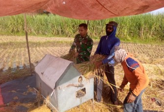Panen Padi petani di Desa Carangrejo Kecamatan Sampung Kabupaten Ponorogo, Senin (05/05/2025).