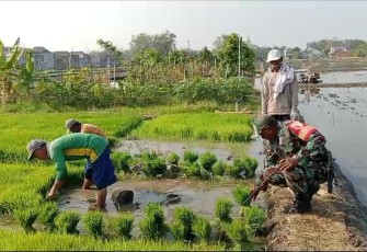 Babinsa Kodim Ponorogo saat Dampingi Petani Siapkan Bibit Padi