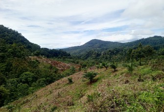 Salah satu habitat rafflesia Arnoldi yang sudah berubah menjadi kebun sawit di desa Tebat Mono, Ke. Kepahiang, Kab. Kepahiang.