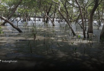 Ilustrasi Berita (LindungiHutan)