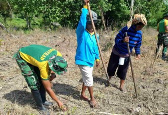 Satgas Pos Motamasin dan Warga Perbatasan Tanam Komoditas Jagung