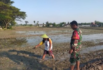 Babinsa Pilangkenceng Dampingi Penyemprotan Obat Hama Keong di Sawah Warga