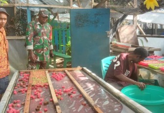 Babinsa Koramil 1710-03/Kuala Kencana Laksanakan Komsos Dengan Petani Hidroponik