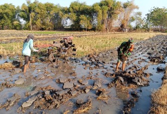 Peran Aktif Babinsa Koramil Widodaren Bantu Petani Dalam Pengolahan Lahan Sawah