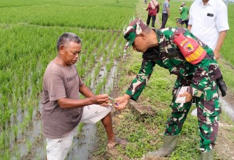 Babinsa Desa Duren Berhasil Melaksanakan Gropyokan Hama Tikus Bersama Warga