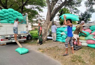 Babinsa Nambangan Lor Dampingi Serapan Gabah oleh Bulog