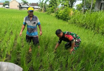 Babinsa Sertu Feri saat Dampingi Petani Bersihkan Gulma