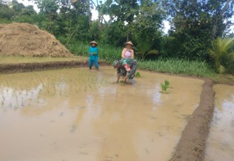 Babinsa Morang saat Dampingi Petani Tanam Padi