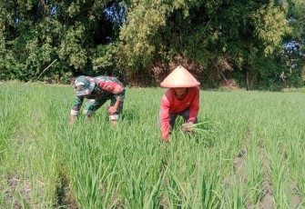 Babinsa Koramil 06 Kwadungan Aktif Dampingi Petani di Sawah 