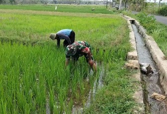 Babinsa Desa Prambon Dampingi Petani Bersihkan Gulma
