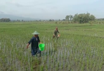  Babinsa Karanganyar Bantu Proses Pemupukan Dalam Program Ketahanan Pangan 