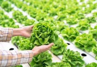 Foto Ilustrasi Pertanian Organik