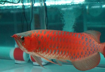 Ikan Arwana Super Red 