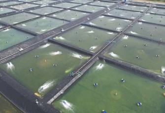 Ilustrasi tambak ikan 