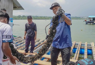 Budidaya kerang di Batam