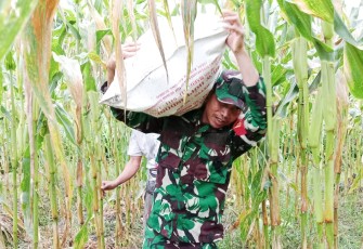 Babinsa Mapurujaya Bantu Petani Panen Jagung