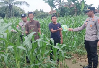 Kapolsek Belitang III Laksanakan Pengecekan Lahan Ketahanan Pangan