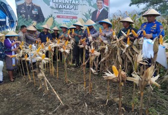 Kapolres Bitung AKBP Albert Zai bersama unsur Forkompinda, pemerintah daerah dan kelompok tani saat menggelar panen jagung tahap dua di kelurahan Kakenturan Dua, Kecamatan Maesa Kota Bitung