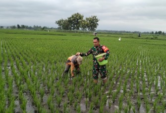 Berbagai target pencapaian Luas Tambah Tanam (LTT) padi di bulan Januari telah selesai dilaksanakan oleh satuan-satuan di jajaran Korem 081/DSJ