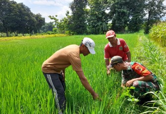 Babinsa Ponorogo Bantu Petani Pengecekan Hama Tanaman Padi