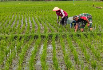 Babinsa Kodim Ponorogo Ikut Penyiangan Tanaman Padi