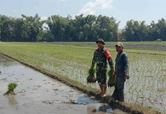 Sertu Eko bantu tanam padi petani desa binaan 
