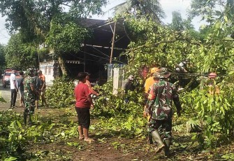 Evakuasi pohon tumbang di jalan 